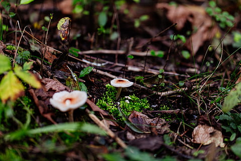 two white mushroom sprouting on ground, fungus, flora, plant HD wallpaper