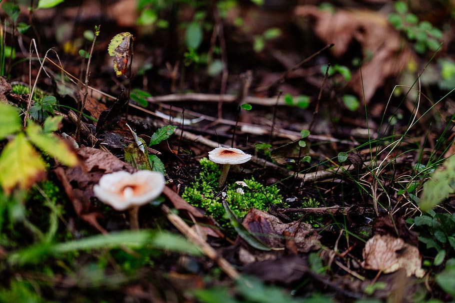 two white mushroom sprouting on ground, fungus, flora, plant HD wallpaper