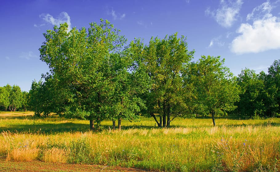 con2011, environment, environmental, green, image, nature, peace HD wallpaper