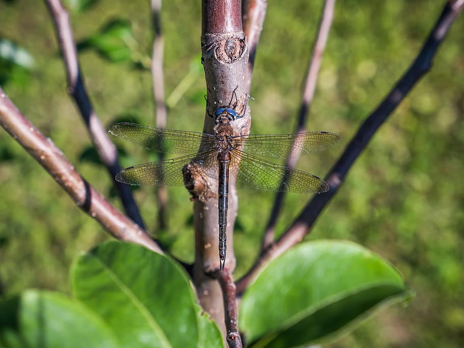 dragonfly, insect, nature, forest, trees, animal wildlife, animals in the wild HD wallpaper