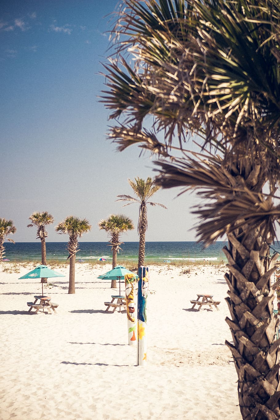 united states, pensacola beach, water, sea, tree, palm tree, HD wallpaper