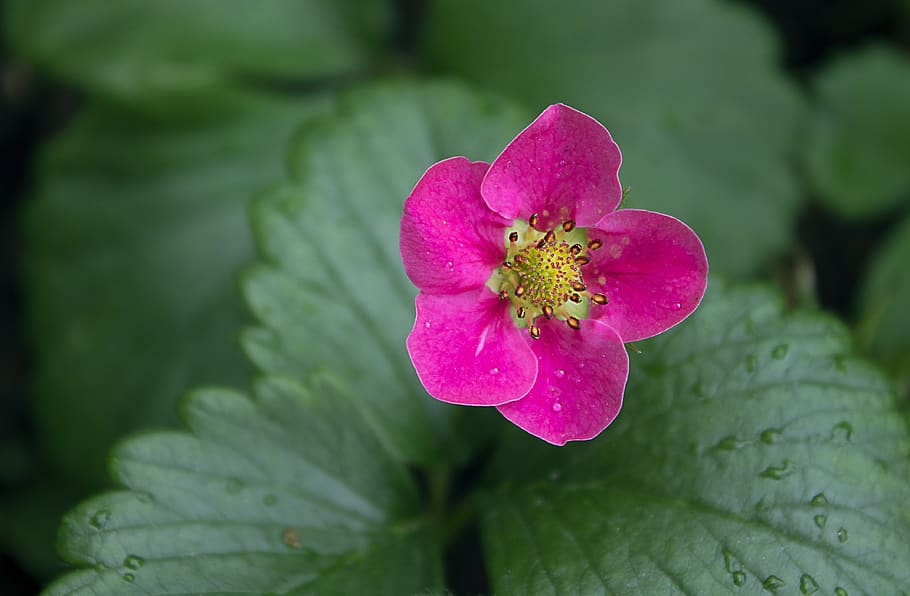 blossom, bloom, fruit, strawberry, spring, healthy, garden HD wallpaper