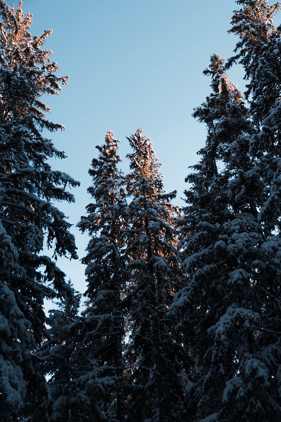 green-leafed trees, plant, fir, abies, switzerland, conifer, pine HD wallpaper