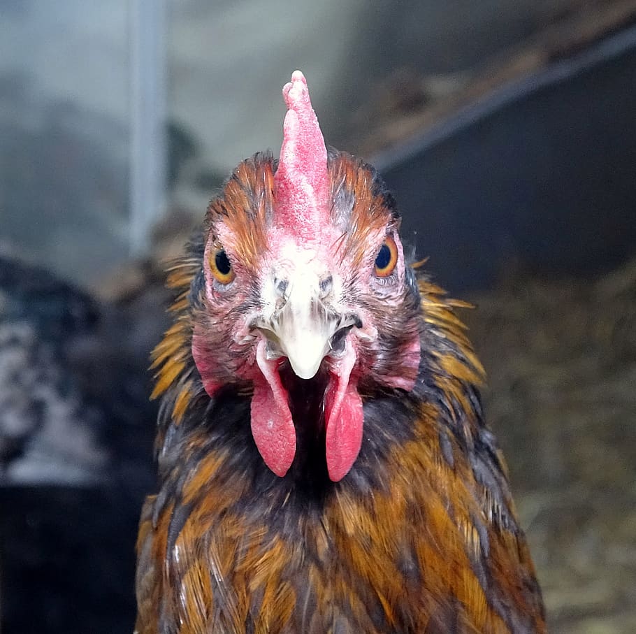 chicken, large, bird, mr, poultry, animal, farm, agriculture HD wallpaper