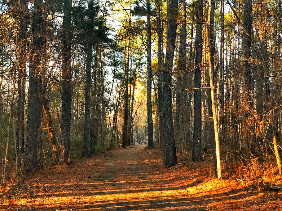 trees, path, forest, plant, land, tranquility, beauty in nature HD wallpaper
