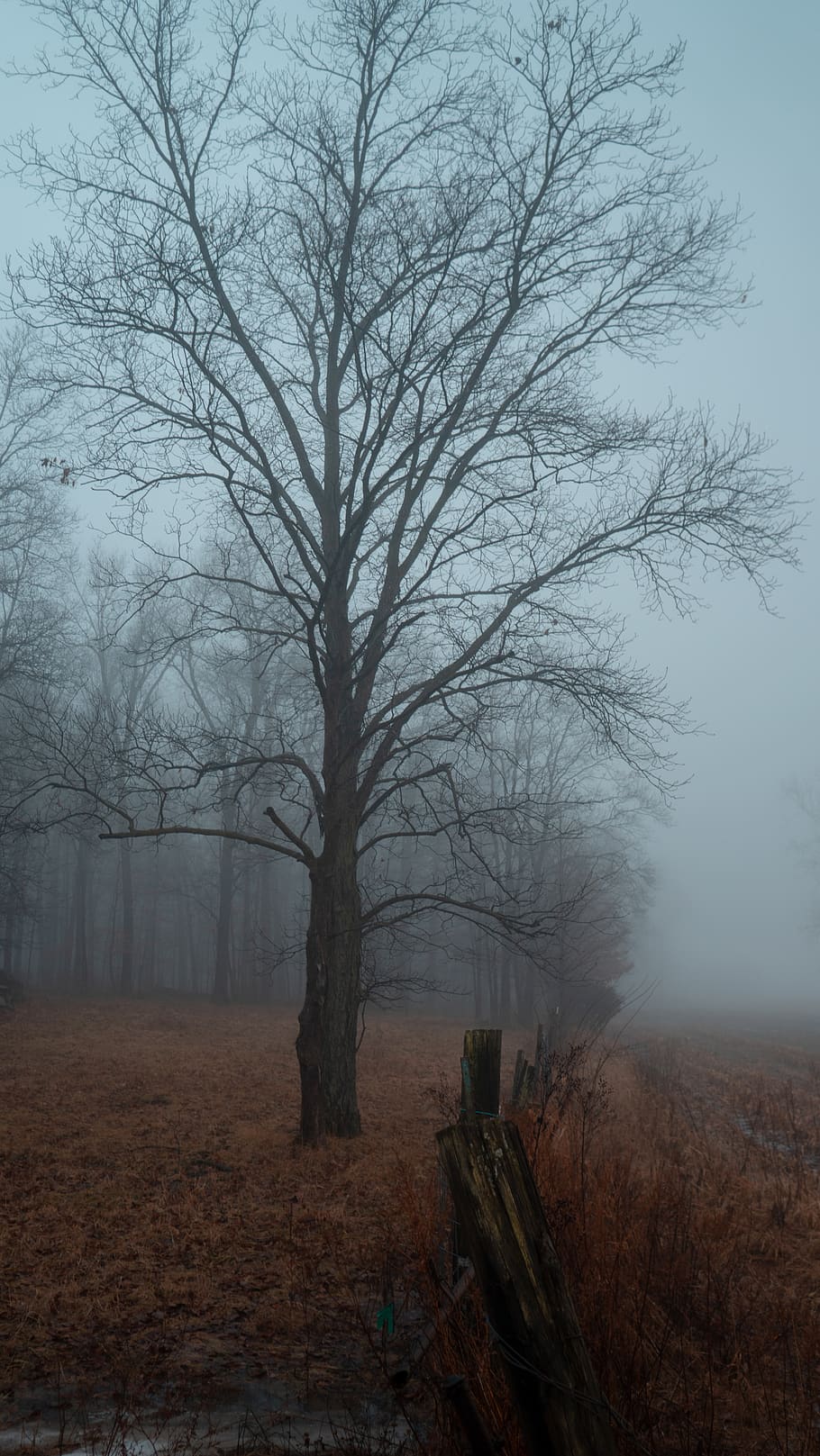 brown tree during nighttime, nature, weather, fog, mist, outdoors HD wallpaper