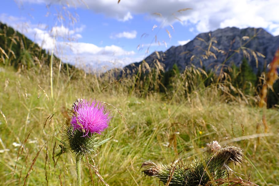 thistle, acker thistle, flower, mountains, alpine, cirsium arvense HD wallpaper