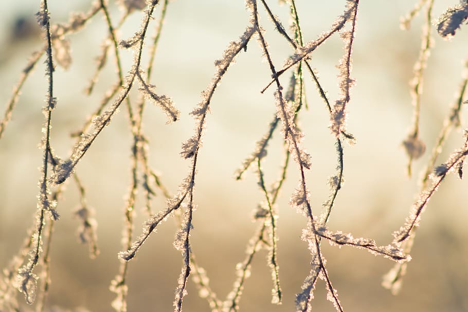 forest, winter, tree, frost, snow, christmas, evening, ice HD wallpaper