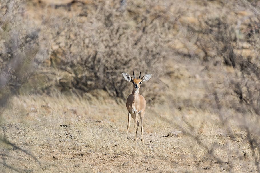 steenbok, namibia, mammal, dry, africa, nature, animal, animal themes HD wallpaper