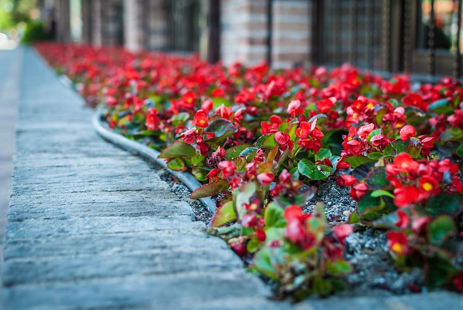 pretty, summer, nature, bokeh, garden, flower, floral, natural HD wallpaper