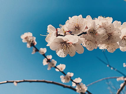 white-petaled flowers, plant, blossom, cherry blossom, geranium HD wallpaper