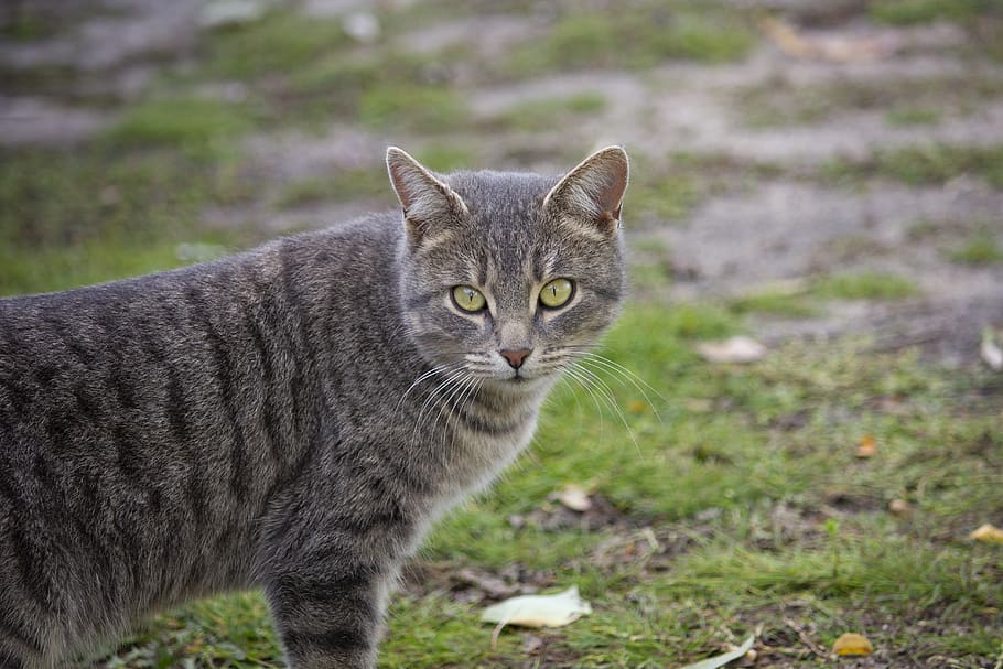 cat, autumn, grass, dry, mammal, looking at camera, one animal HD wallpaper