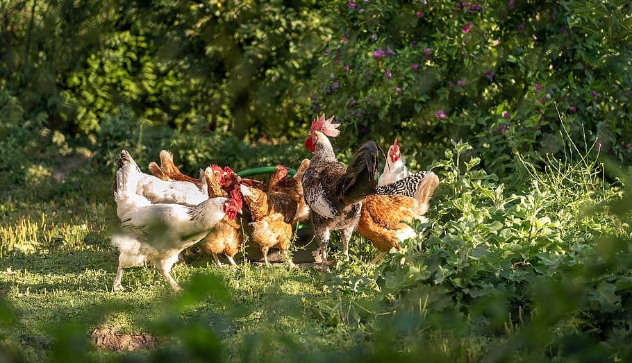 chickens, chickens droves, poultry, range, morgenstimmung, meadow HD wallpaper