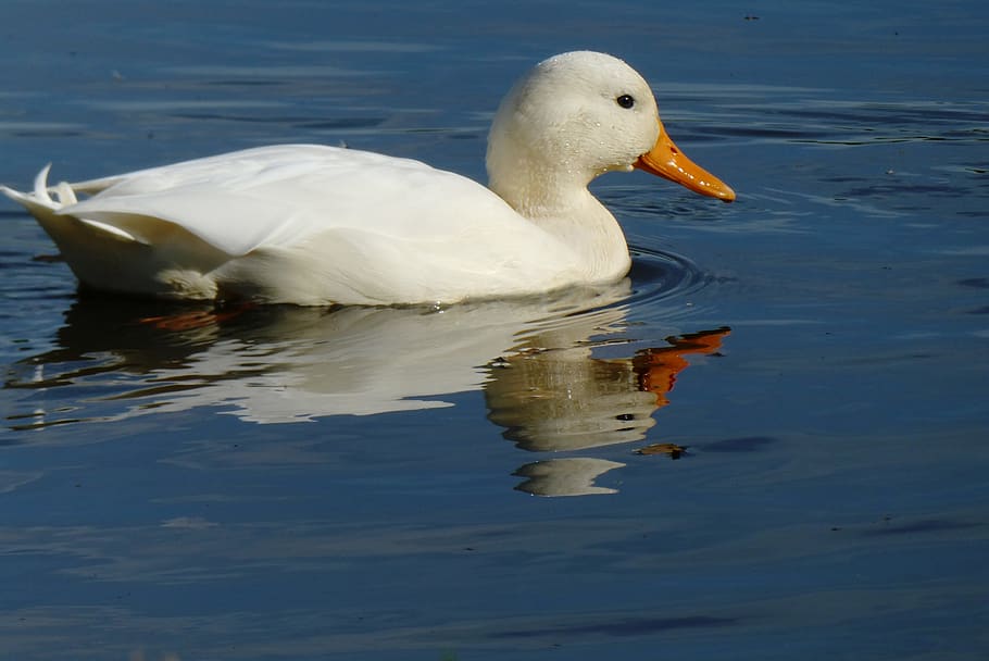 white duck, ditch, waterfront, feathers, reflection, bird, animal themes HD wallpaper