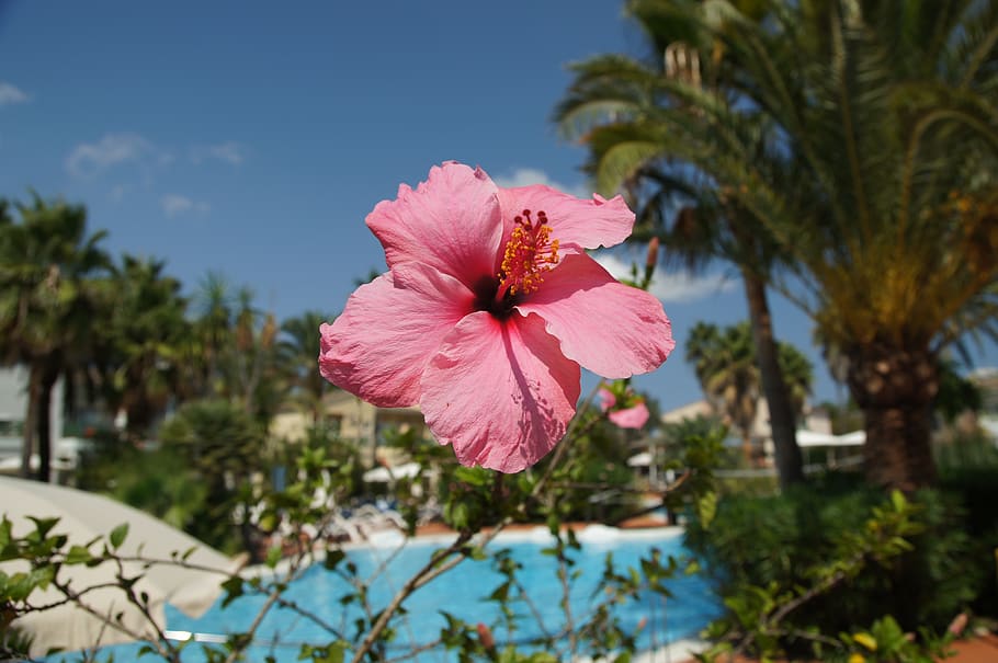 flower, pink, pool, flowers, summer, water, plant, flowering plant HD wallpaper
