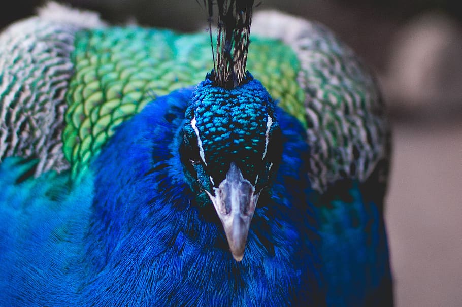shallow focus photography of blue peacock, bird, peafowl, pheasant, HD wallpaper