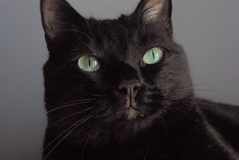 cat, black, head, eyes, green, close up, whiskers, look, domestic HD wallpaper