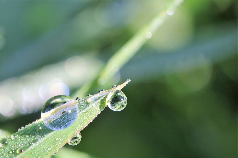 dewdrop, meadow, macro, nature, drop of water, green color HD wallpaper