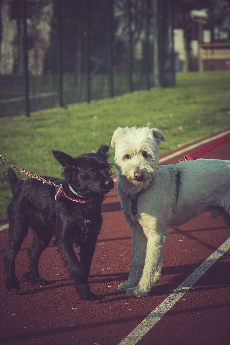 Two Black and White Dogs in Track, adorable, animals, blur, breed HD wallpaper
