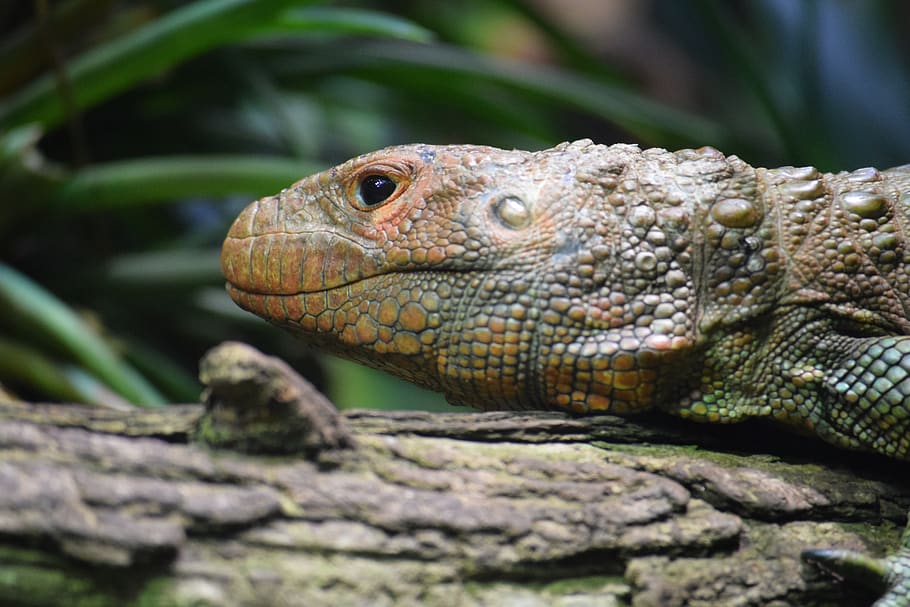 chameleon, lizard, reptile, green, brown, egg, color, exotic HD wallpaper