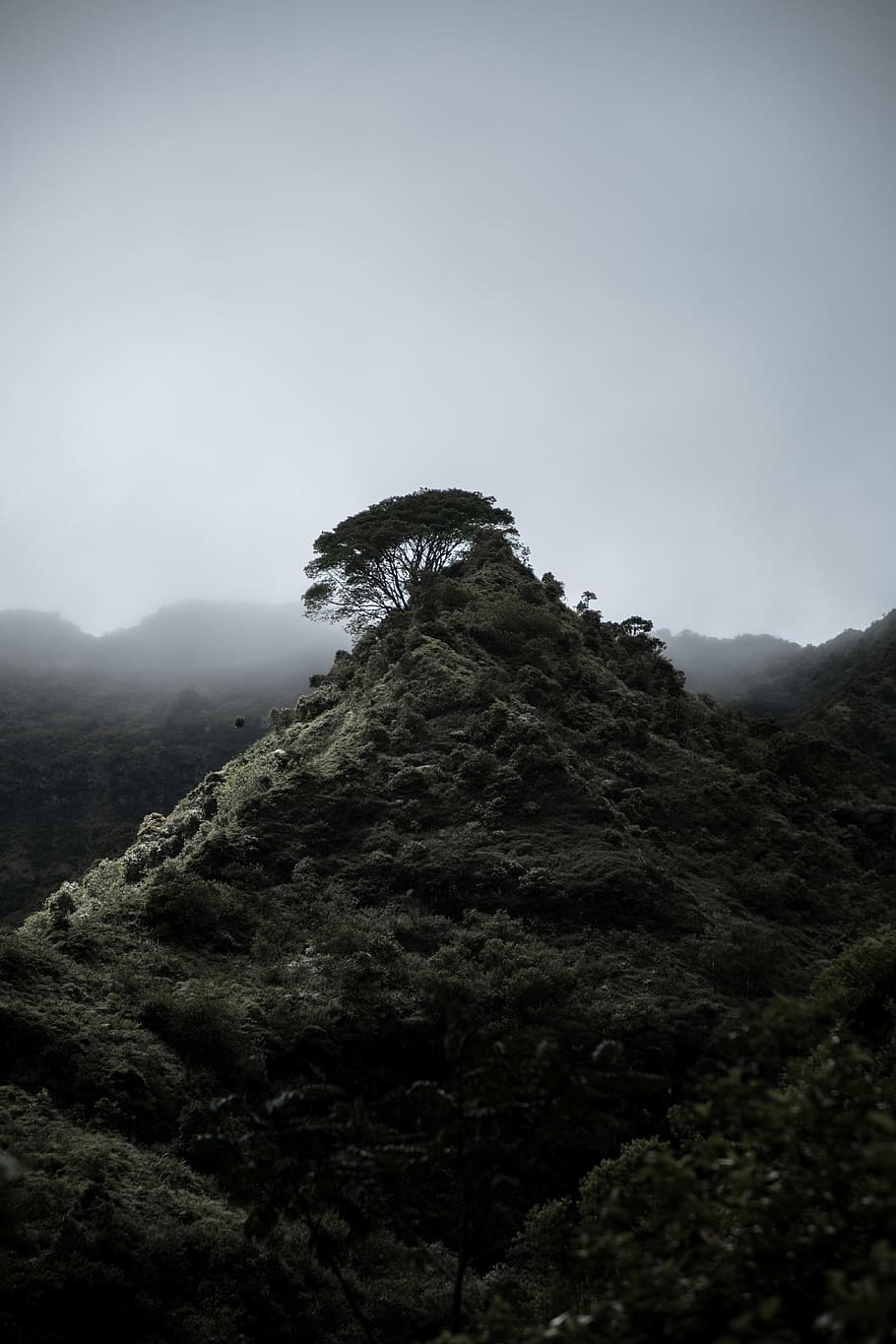 Landscape, nature, weather, outdoors, plant, tree, fog, slope HD wallpaper