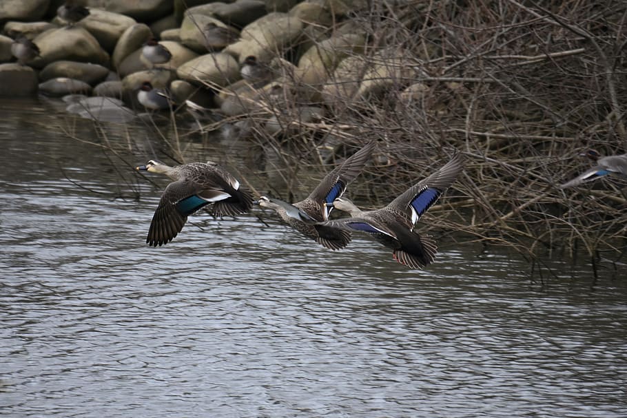 animal, river, waterside, bird, wild birds, duck, spot-billed duck HD wallpaper
