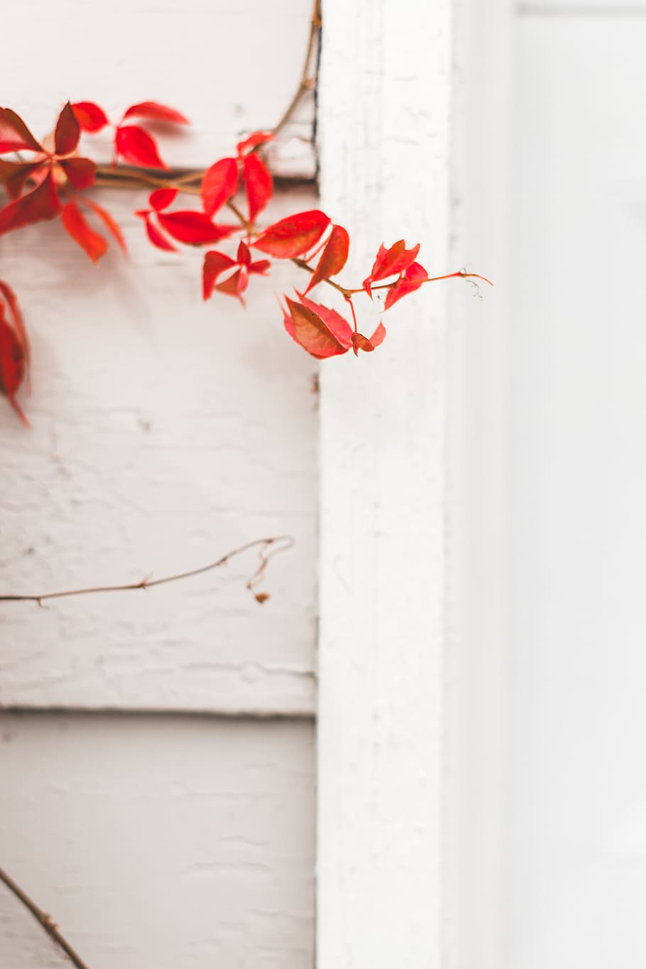red, leaves, white, house, flower, flowering plant, beauty in nature HD wallpaper