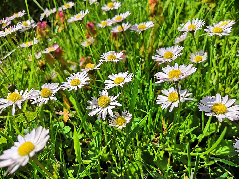 daisy, spring, meadow, grass, green, flower, nature, white flowers HD wallpaper