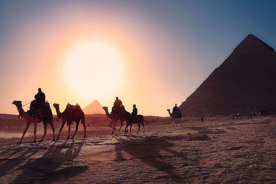 five persons riding camels walking on sand beside Pyramid of Egypt, HD wallpaper