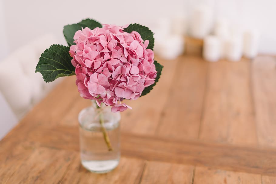 pink petaled flower, flowering plant, pink color, freshness, table HD wallpaper