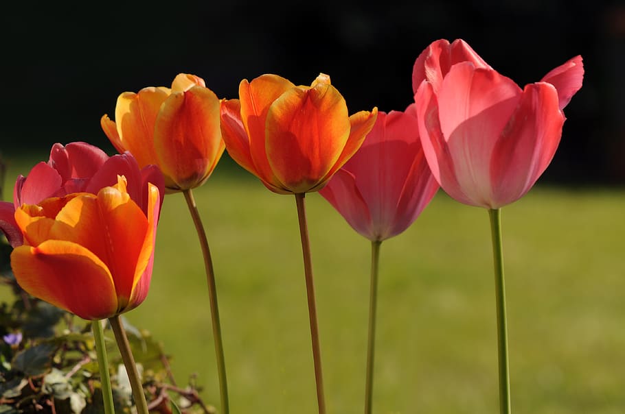tulip, flower, spring, petal, colorful, garden, nature, orange HD wallpaper