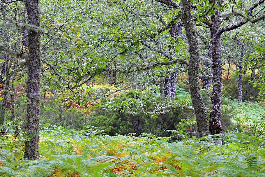 oak forest, path, fern, tree, plant, land, tree trunk, beauty in nature HD wallpaper