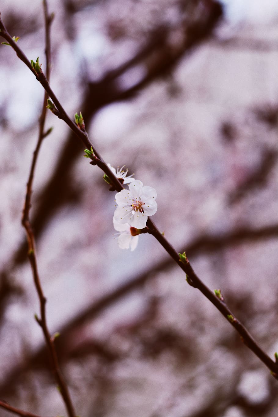 cherry, cherry tree, cherry blossom tree, cherry flowers, vsco HD wallpaper