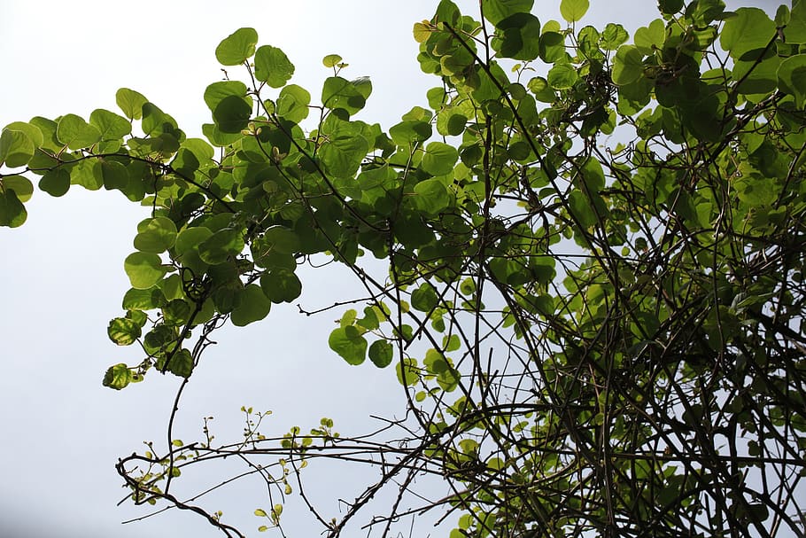 sky, garden, tree, plant, growth, green color, leaf, plant part HD wallpaper