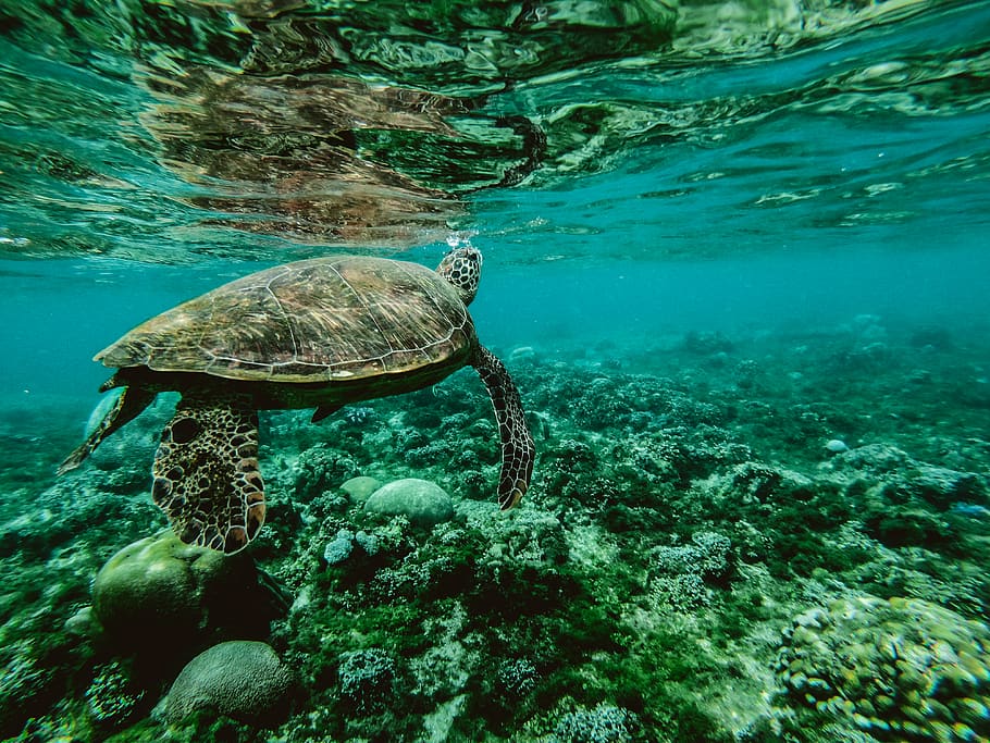 Photo of a Turtle Underwater, animal, aquatic, corals, deep, Dumaguete, HD wallpaper