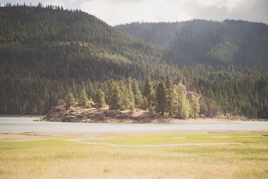 green pine tree forest, rimrock lake, united states, mountain HD wallpaper