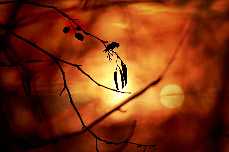 branch, twig, catkin, bird, crow, perched, silhouette, sunset HD wallpaper