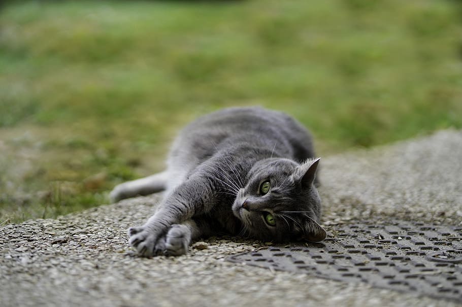 lazy cat, pets, portrait, pose, young, eyes, animal, chillin HD wallpaper