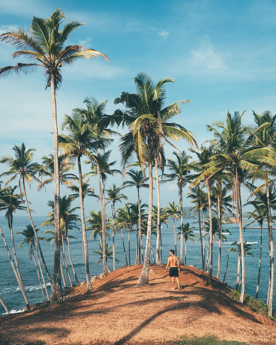 palm, tropical, beach, coconut, paradise, exotic, vacation HD wallpaper