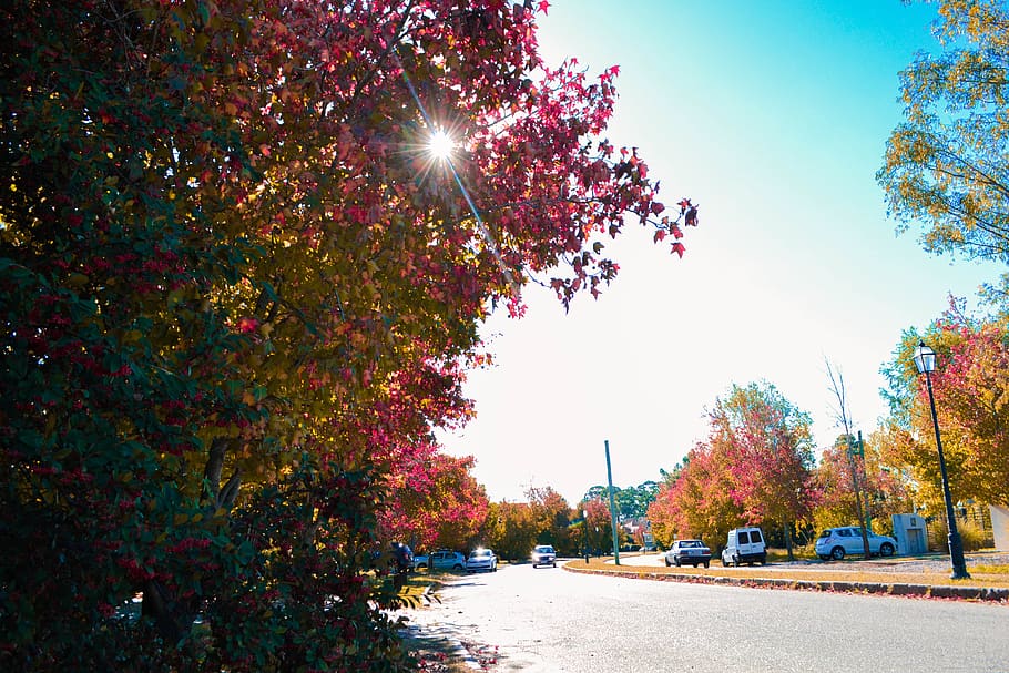 el otoÑo, uruguay, trees, plant, autumn, change, nature, sunlight HD wallpaper