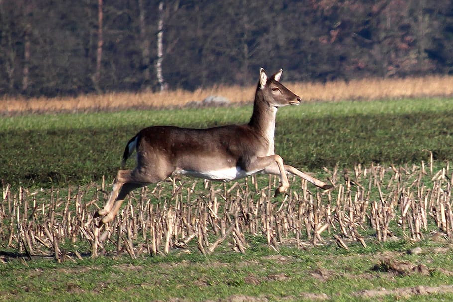 fallow deer, jump, arable, forest animal, movement, meadow HD wallpaper