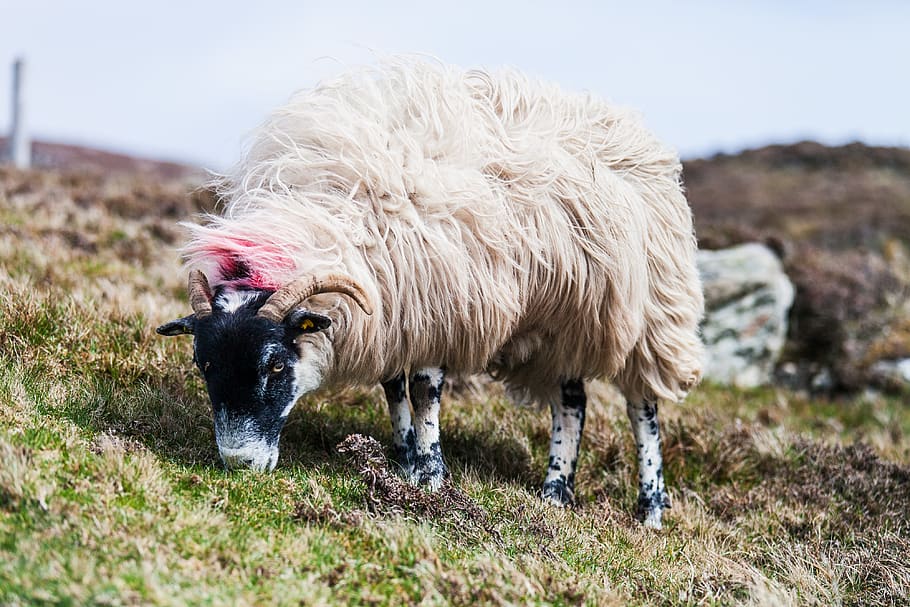 sheep eating grass, ireland, slieve league, farm, ram, nature HD wallpaper