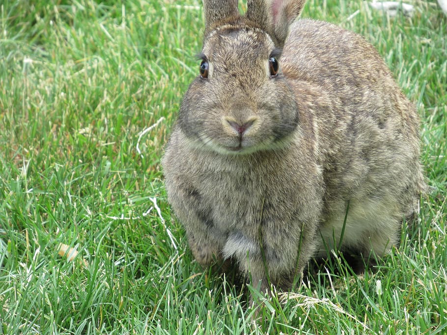bunny, brown, rabbit, jericho beach, grass, animal themes, mammal HD wallpaper