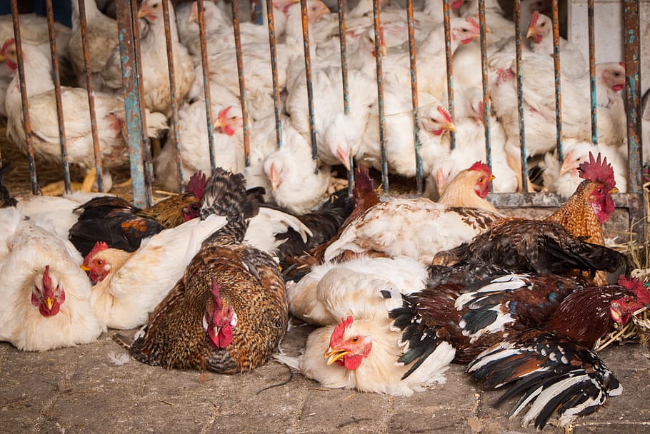 marrakesh, morocco, sad, animals, chicken, trapped, morrocco HD wallpaper