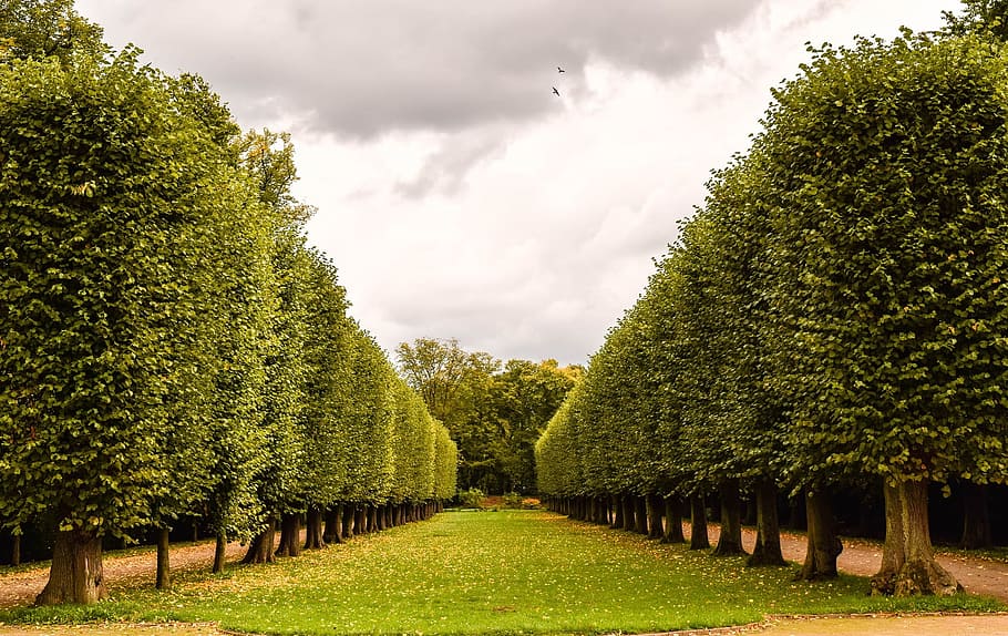 avenue, lined, tree, park, nature, wood, garden, green, fresh HD wallpaper