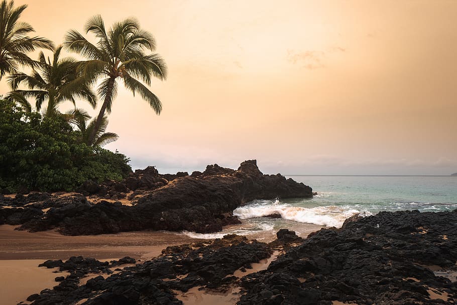 beach cliff near palm trees viewing calm sea, promontory, ocean, HD wallpaper