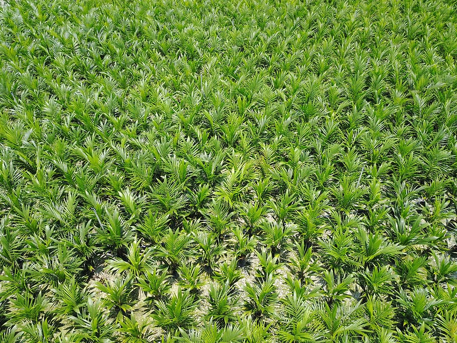 malaysia, bidor, 321, green color, plant, growth, field, land HD wallpaper