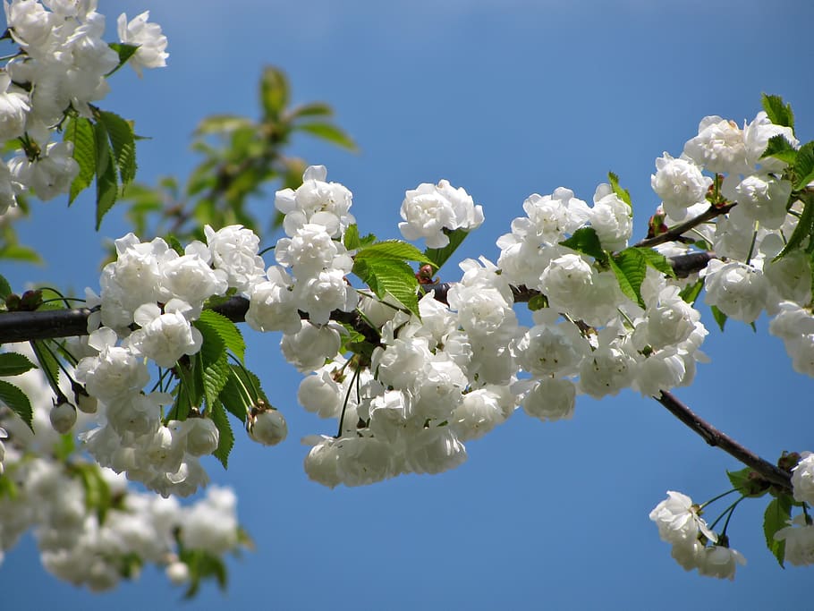 White Petal Flower in Macro Photography, bloom, blossom, blossoms HD wallpaper