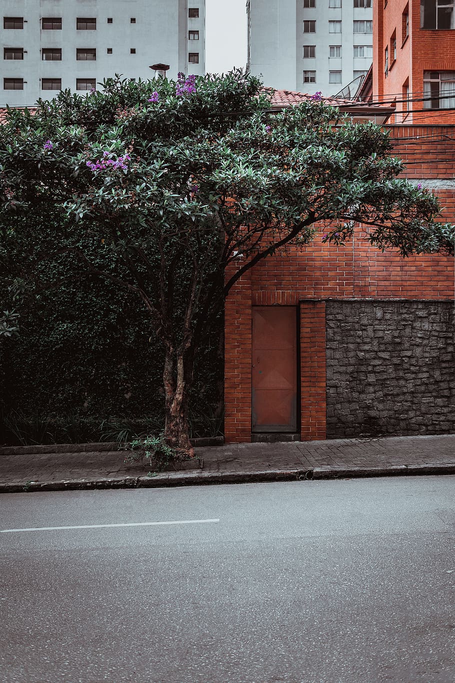 tree in front of brown building, street, street view, explore HD wallpaper