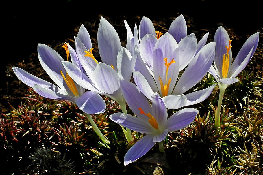 crocus, flowers, spring, nature, garden, beautiful, flourishing HD wallpaper